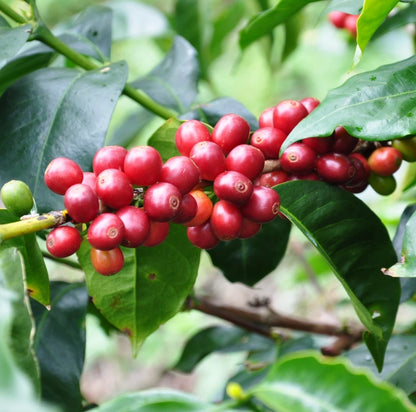 Premium Geisha Colombian Coffee Seeds (Coffea arabica var. Geisha) – Rare Heirloom Specialty Coffee Bean Seeds for Planting (Fresh Harvest)