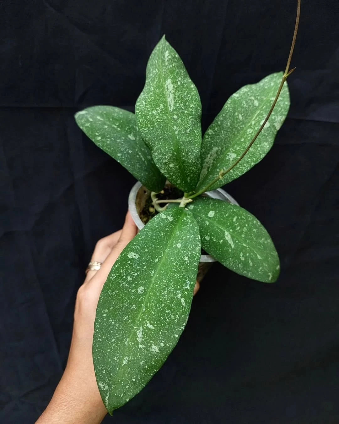 Rare Hoya Polypus Splash - Premium Exotic Tropical Wax Plant Collector's Ivy