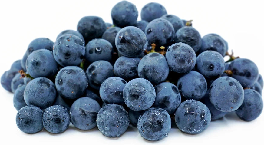 Concord Grape Seeds (Vitis labrusca / 100+ Premium Hardy American Table & Juice Grape Seeds) – Premium Exotic Botanical Specimen Plant Seeds for Planting