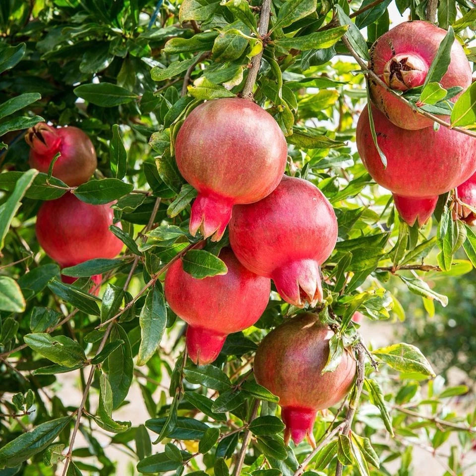 Parfianka Pink Pomegranate Seeds (Punica granatum) – 100 Premium Sweet Blush Grenadine Seeds