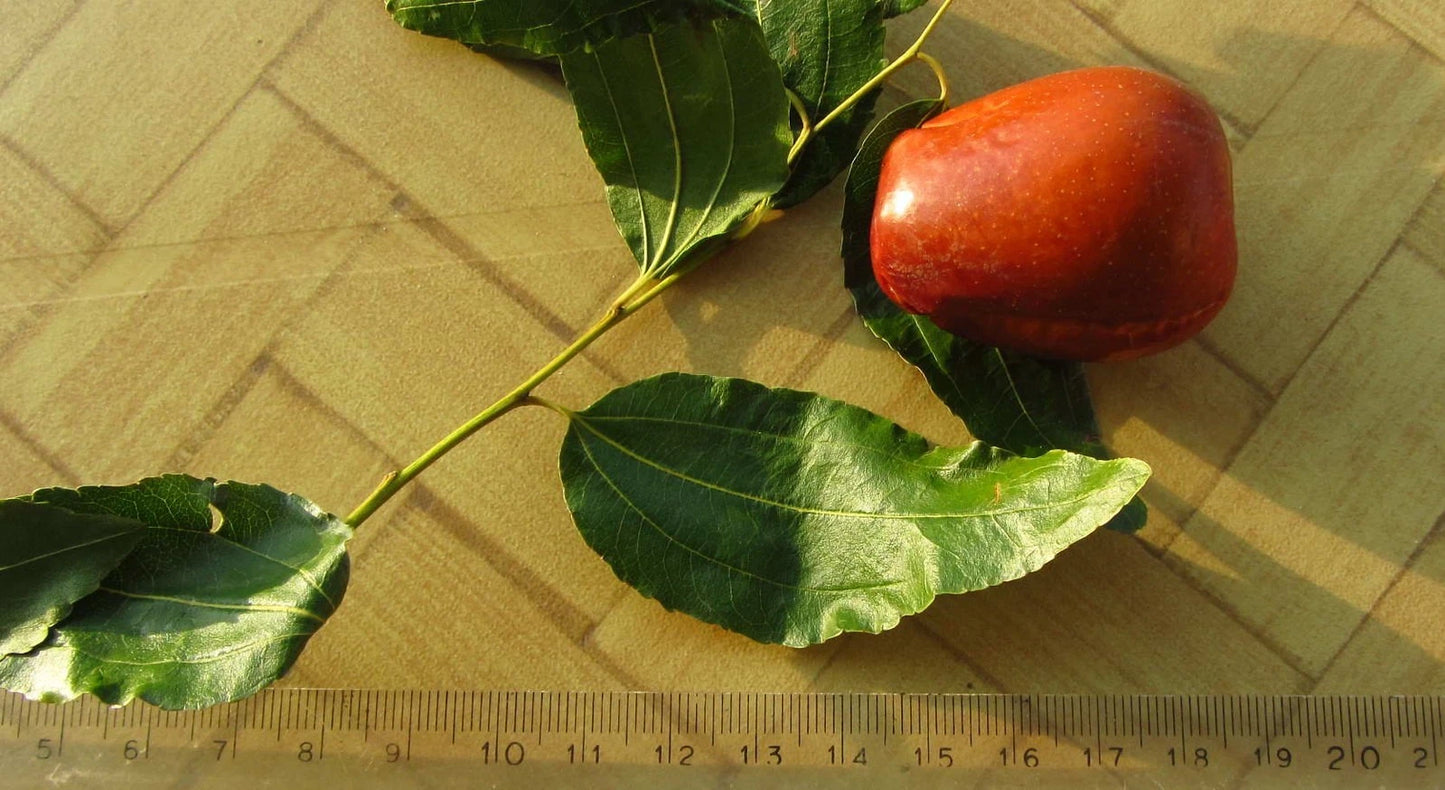 Red Putsa Apple Seeds 120+ pcs (Ziziphus jujuba 'Putsa') – Premium Certified Asian Jujube / Indian Jujube Fruit Tree Plant Seeds for Planting