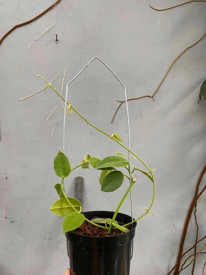 Hoya affinis (sp. Papua) – Rare Tropical Wax Plant