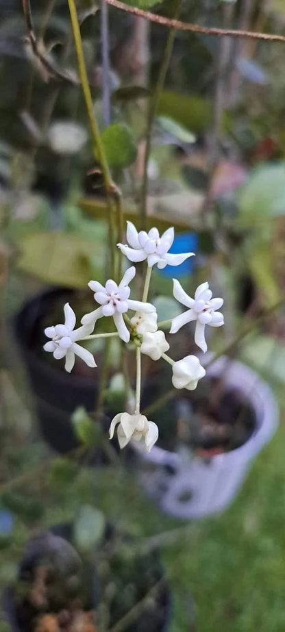 Hoya Pulleana sp Papua Rare Wax Plant | Exotic Tropical Indoor Outdoor Hoya | Collector Houseplant