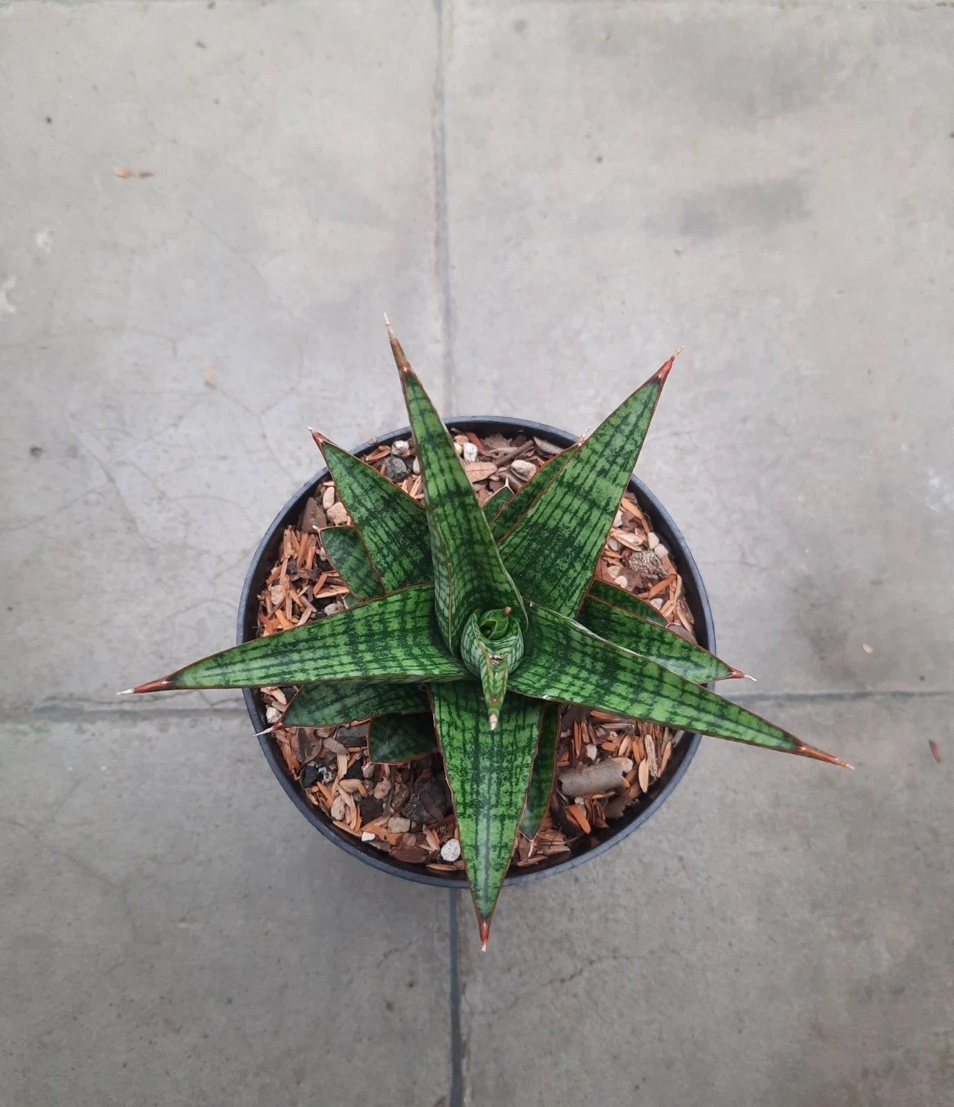 Sansevieria Hybrid Samosir – Rare Tropical Snake Plant Specimen for Indoor and Outdoor Living (Live Plant)