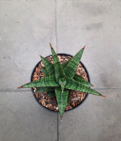 Sansevieria Hybrid Samosir – Rare Tropical Snake Plant Specimen for Indoor and Outdoor Living (Live Plant)