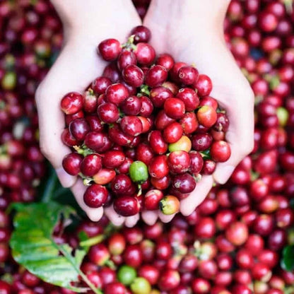 Centroamericano H1 Coffee Seeds (Coffea arabica hybrid / 120+ High-Yield Specialty Arabica Coffee Bean Seeds) – Premium Exotic Botanical Specimen Plant Seeds for Planting
