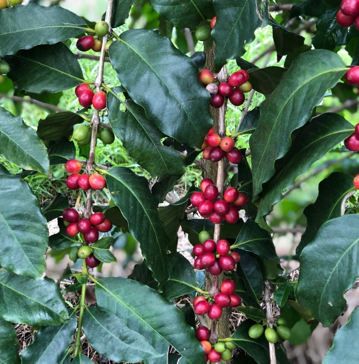 120+ Bourbon Pink Coffee Seeds (Coffea sp. / Rare Pink Bourbon Arabica Coffee Cultivar Bean Seeds) – Premium Botanical Specimen Plant Seeds for Planting