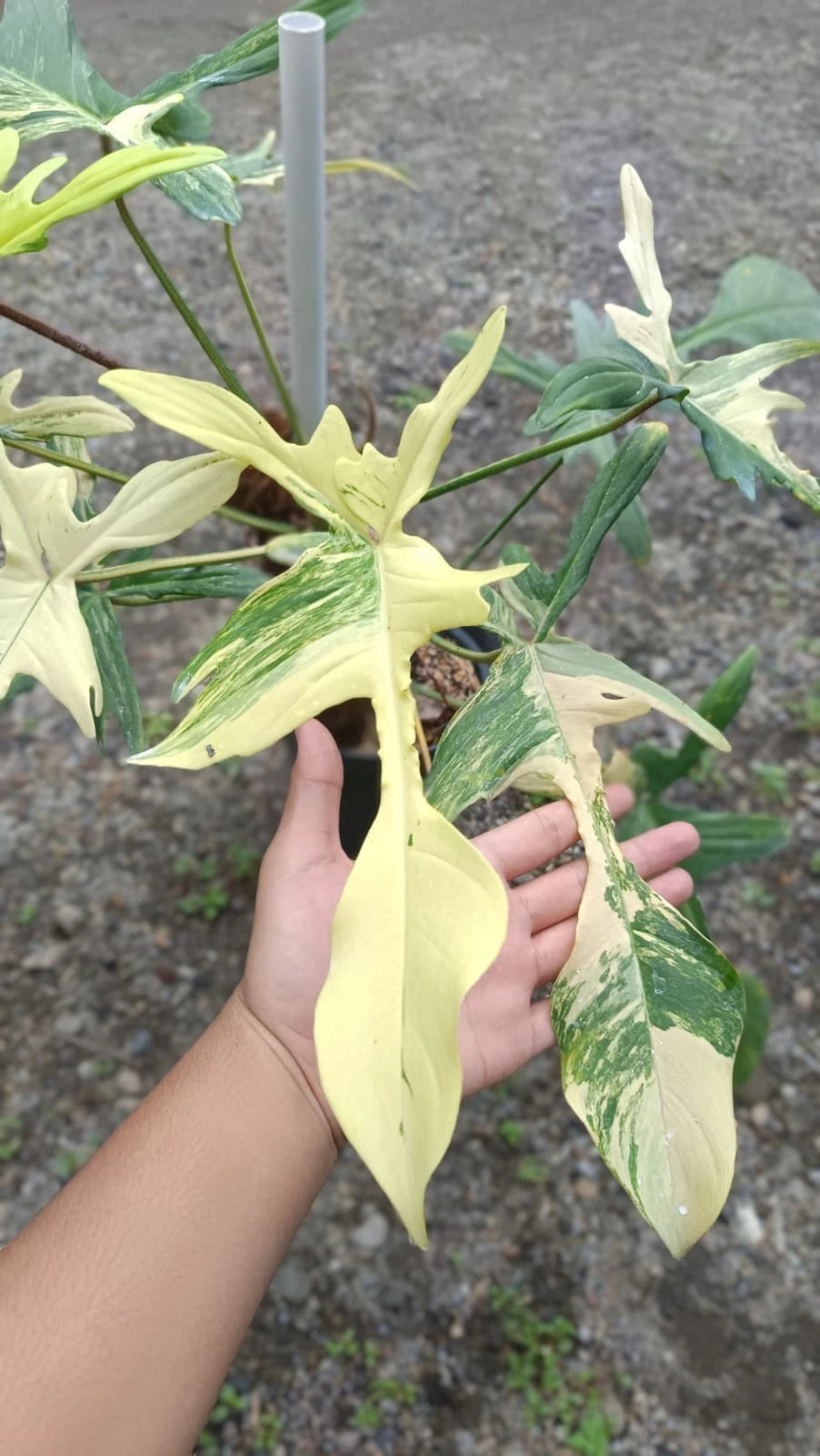 Premium Philodendron 'Florida Beauty' Variegated Live Plant – Ultra-Rare Collector's High-Contrast Aroid (Real Pict)