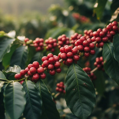 Andungsari Coffee Seeds (Coffea arabica 'Andungsari') – 2000+ Bulk Premium High-Yield Java Heirloom Coffee Seeds for Planting
