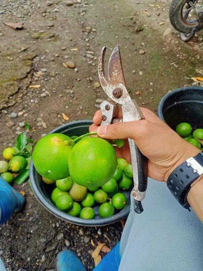 100+ Citrus Persian Lime Seeds (Citrus latifolia / Tahiti Lime / Seedless Acid Lime) – Premium Exotic Fruit Tree & Orchard Seeds for Planting