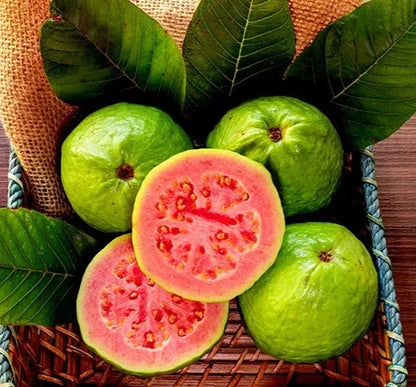 Red Guava Seeds 250+ pcs (Psidium guajava 'Kencana') – Premium Certified Kencana Red Guava Fruit Tree Plant Seeds for Planting