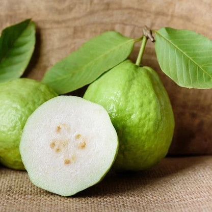 250+ Superior White Guava Seeds (Psidium guajava) | Sweet White Flesh | Tropical Fruit Tree