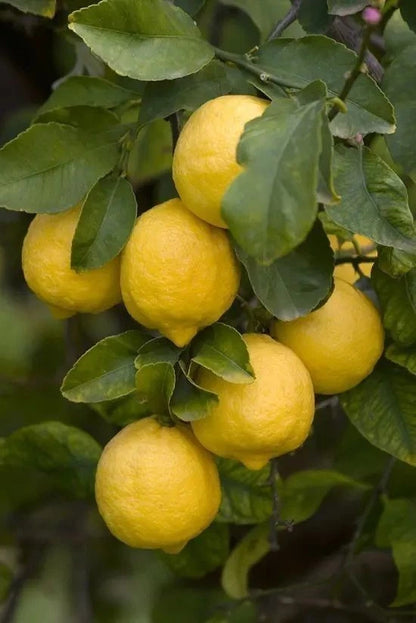 Lemon Eureka Seeds (Citrus limon) – 100+ Premium Fresh Four Season Eureka Lemon Seeds for Planting