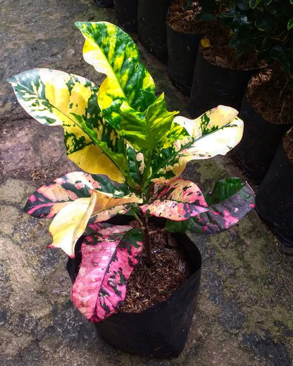 Rare Croton ‘Oscar’ | Codiaeum Variegatum | Colorful Tropical Foliage Plant | Exotic Houseplant