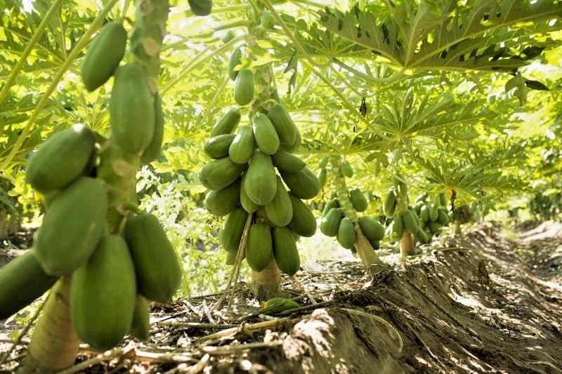 Dwarf Maradol Papaya (Carica papaya) – 1,000+ Premium Seeds