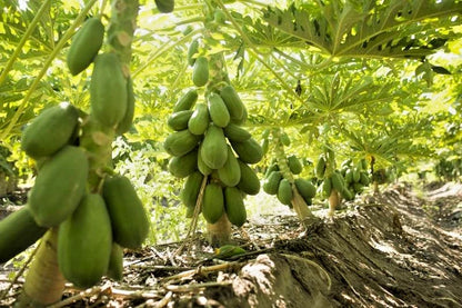 Dwarf Maradol Papaya (Carica papaya) – 1,000+ Premium Seeds