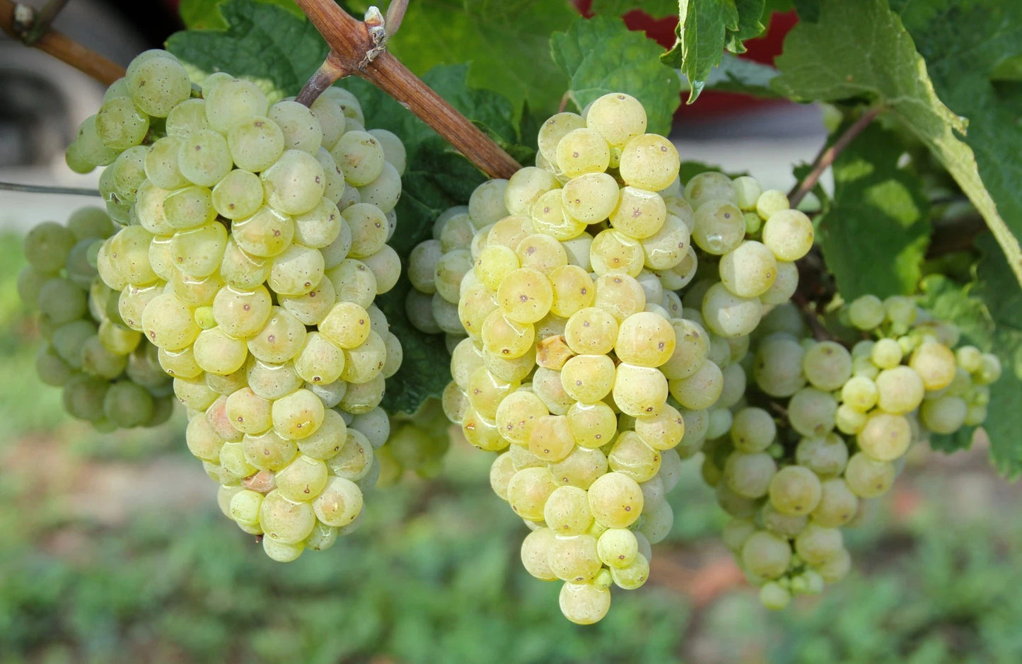 Saphira Grape Seeds (Vitis vinifera var. Saphira) – Premium Certified High-Yield Specialty Sweet Table Grape Vine Seeds for Planting (100 Pcs)