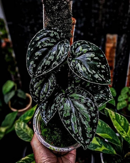 Scindapsus Tricolor Dark Form Sp. Borneo - Rare & Striking Tropical Wax Plant