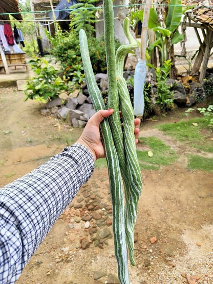 Snake Bitter Melon Seeds (Momordica charantia) – Premium Long Green Bitter Gourd Vegetable Seeds for Planting (300+ Pcs)