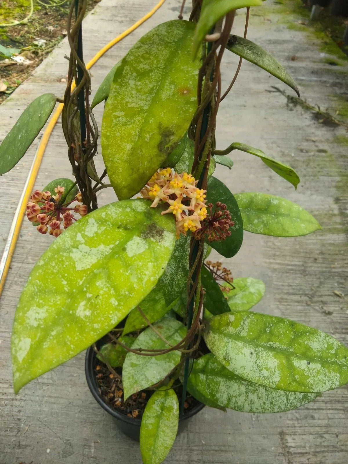 Hoya Cornerii - Rare & Unique Tropical Wax Plant
