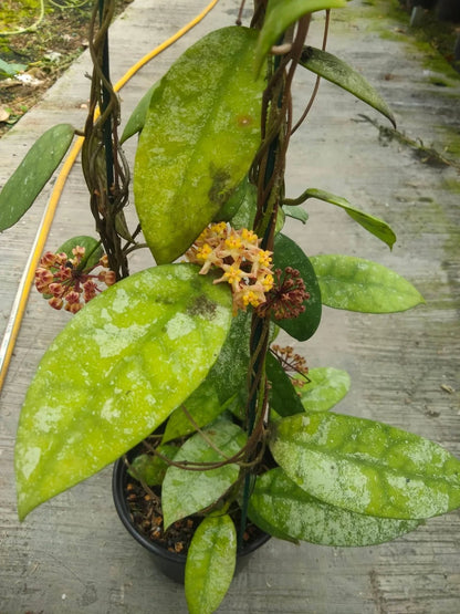 Hoya Cornerii - Rare & Unique Tropical Wax Plant