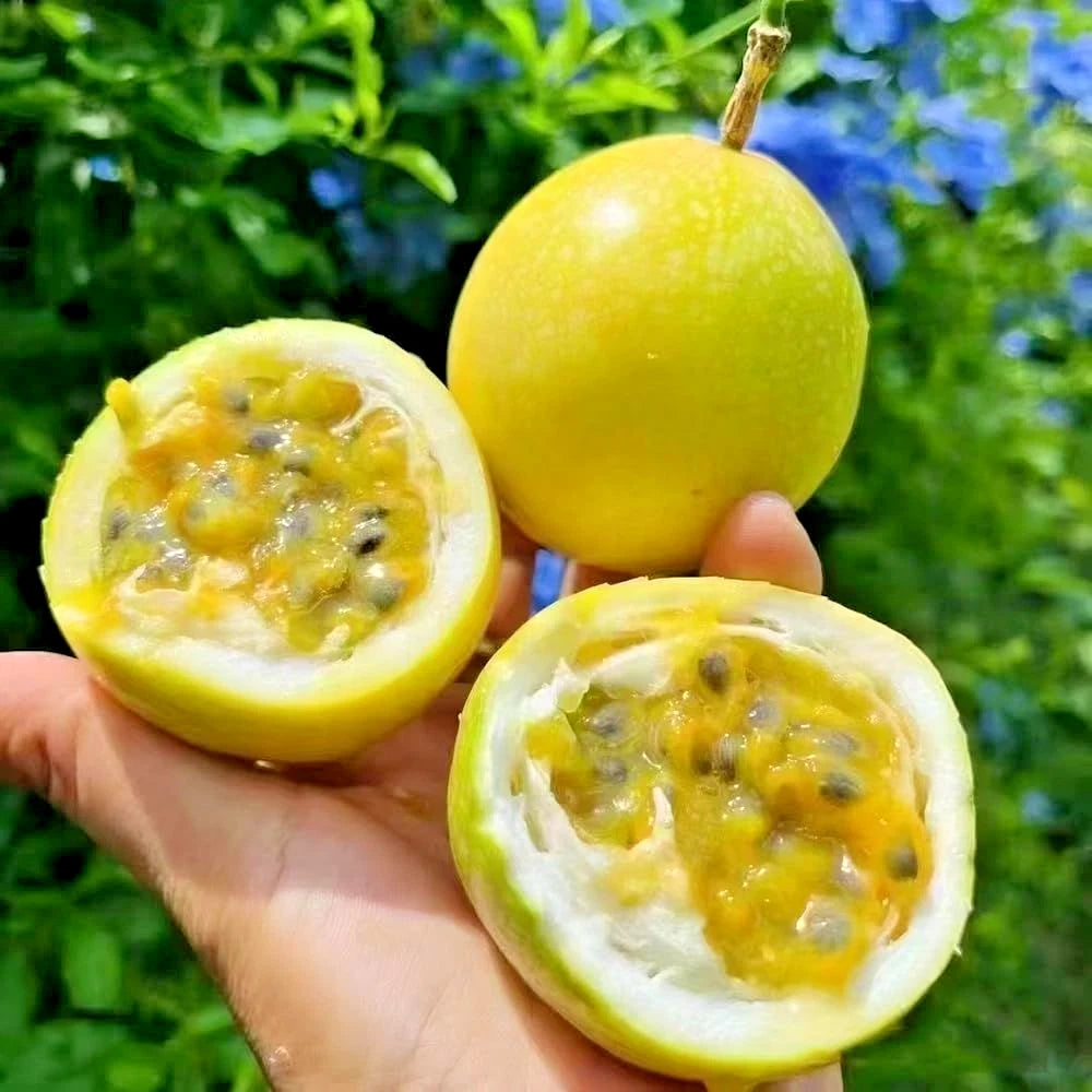 150+ Yellow Passion Fruit Flavicarpa Maracuya Seeds (Passiflora edulis f. flavicarpa) – Premium Tropical Golden Passionfruit Vine Seeds for Planting