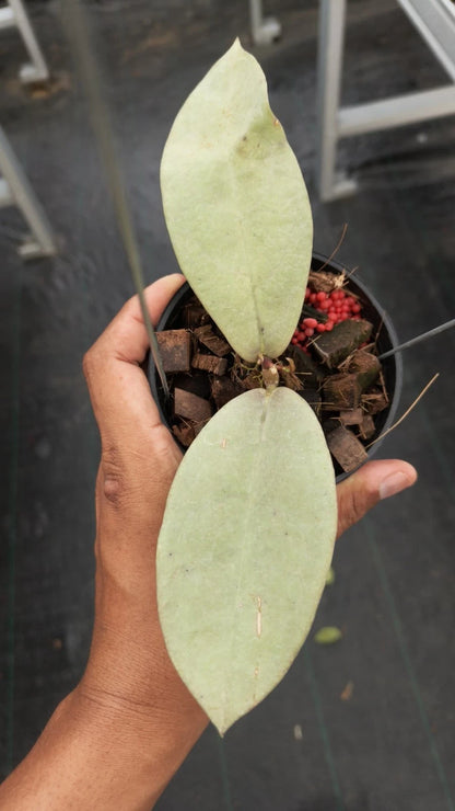 Hoya Mitrata Pearl Gold Rare Tropical Indoor Outdoor Wax Plant – Premium Certified Rare Hoya Cuttings/Seeds for Planting
