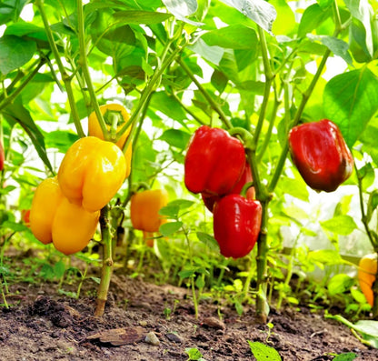 100++ Sweet Bell Pepper Seeds (Capsicum annuum) - Premium Easy to Grow Crisp Vegetable Seeds