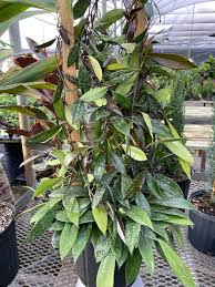 Hoya ‘Bamboo Silver’ | Rare Tropical Wax Plant | Silver Leaves Hoya | Indoor Outdoor Houseplant