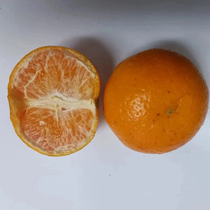 100+ Mandarin Orange Seeds (Citrus reticulata / Sweet Tangerine / Easy-Peel Citrus Tree) – Premium Exotic Fruit Tree & Orchard Seeds for Planting
