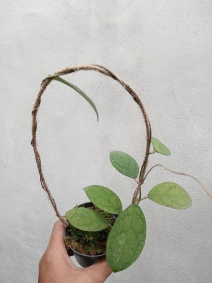 Hoya Corneri Rare Tropical Wax Plant (Hoya corneri) – Premium Exotic Epiphytic Vine Plant Seeds & Cuttings for Planting