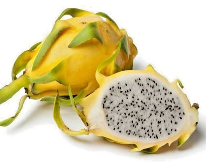 Golden Isis Pitaya (Dragon Fruit) – 3,500+ Premium Seeds (Selenicereus megalanthus)