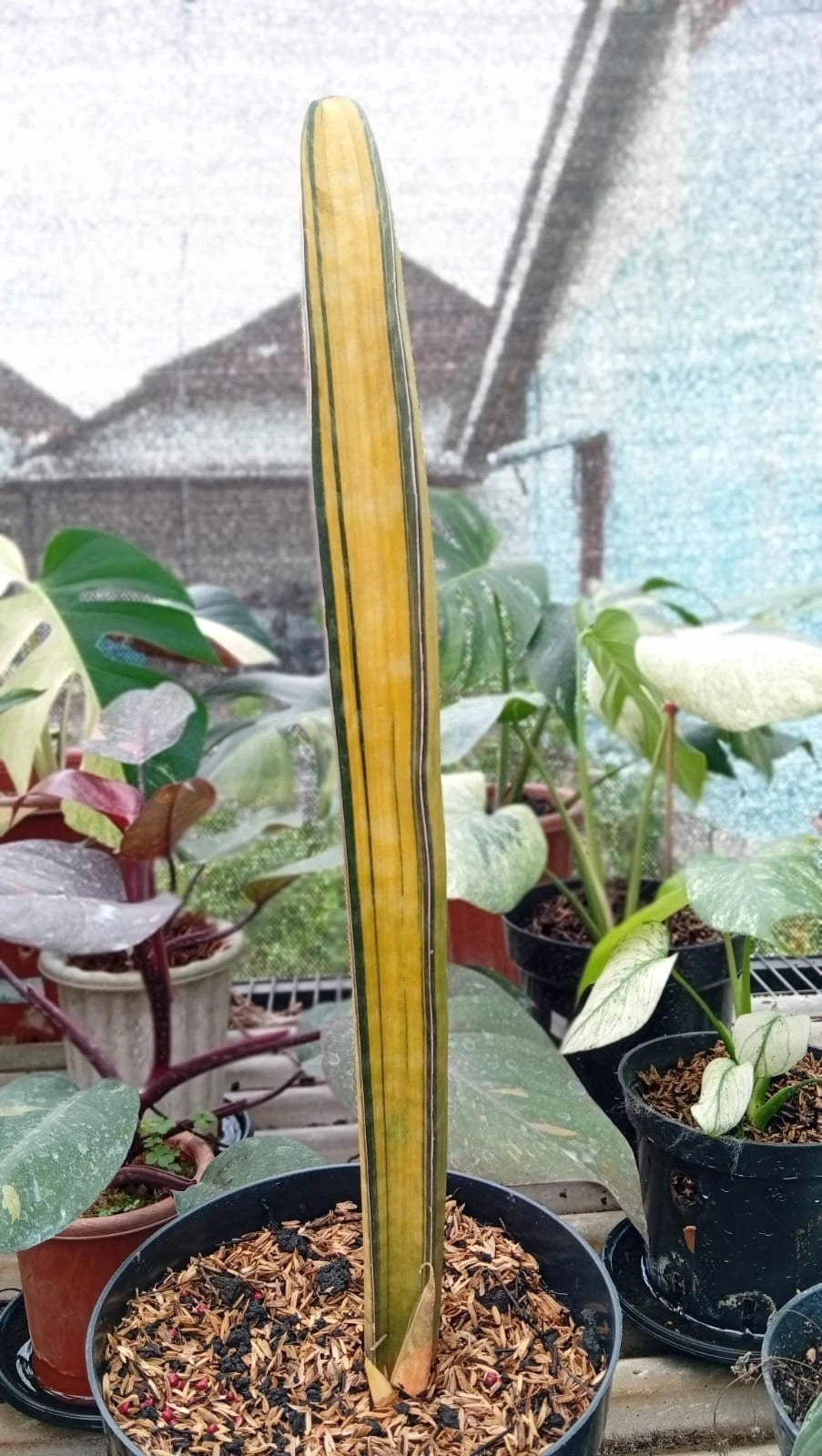 Sansevieria 'Super Pink Bat' Variegated – Ultra-Rare Collector’s Snake Plant