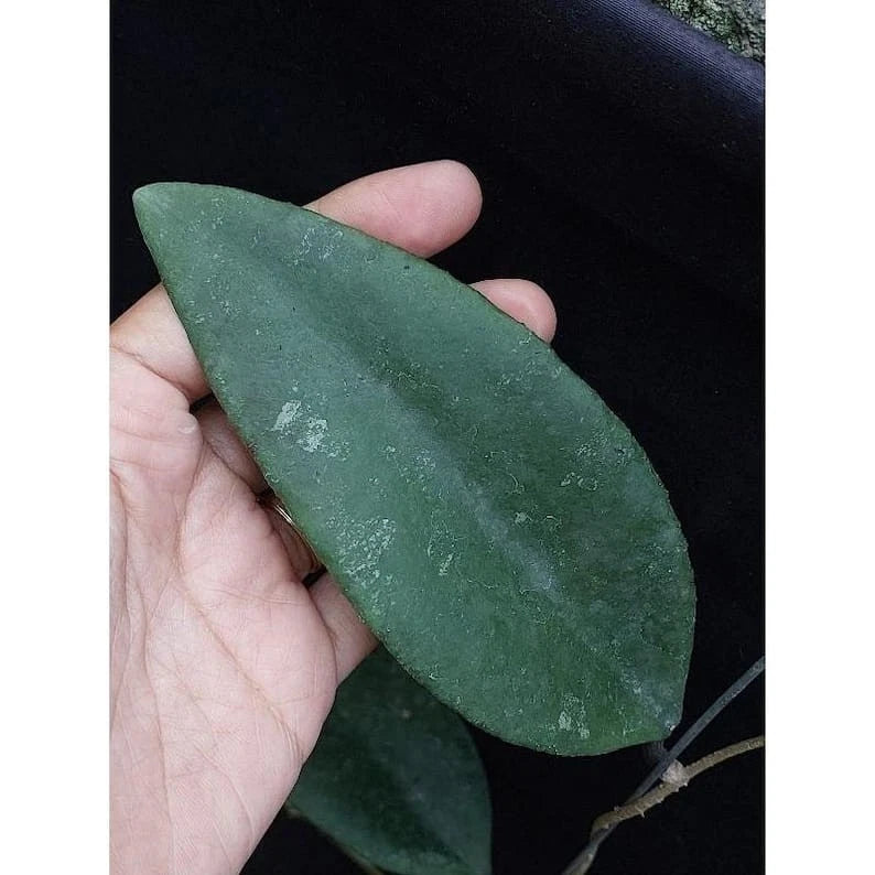 Hoya Towutiensis – Rare Tropical Indoor Outdoor Wax Plant Cutting / Starter Plant