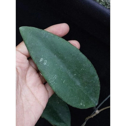 Hoya Towutiensis – Rare Tropical Indoor Outdoor Wax Plant Cutting / Starter Plant