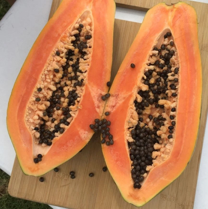 Jinggo Papaya Seeds (Carica papaya 'Jinggo') – 150+ Premium Fresh Sweet Vibrant-Orange Jinggo Papaya Seeds