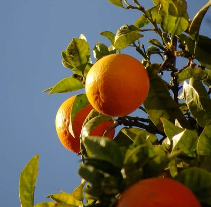 Hamlin Orange Seeds (Citrus sinensis) – 100 Pcs Premium Fresh Sweet Juicy Juice Orange Seeds