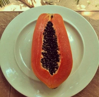 Meoslaen Papaya Seeds (Carica papaya 'Meoslaen') – 150 pcs Premium Fresh Rare Sweet Island Papaya Seeds for Planting