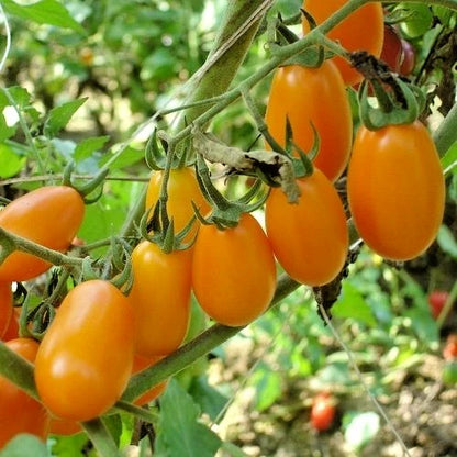 480+ Cherry Tomato Seeds (Solanum lycopersicum) Bundling 4 Cultivar Garden Pack – Premium Certified Heirloom Fruiting Vegetable Seeds for Planting