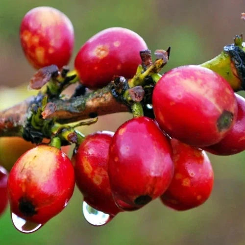 Jamaica Blue Mountain Coffee Seeds (Coffea arabica var. Blue Mountain) – Premium Certified High-Yield Specialty Jamaican Gourmet Coffee Bean Seeds for Planting (120 Pcs)