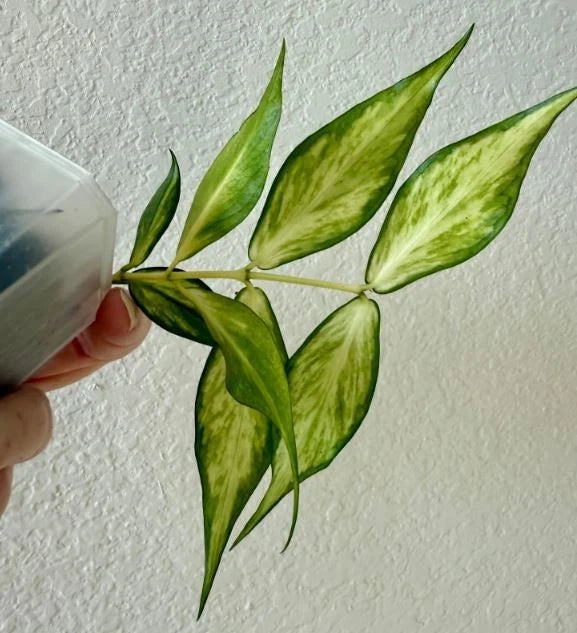 Hoya Polyneura Inner Variegated Rare Tropical Indoor Outdoor Wax Plant Seeds / Cuttings (Hoya polyneura) – Premium Certified Fish Tail Waxflower Plant for Planting
