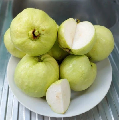White Guava Seeds 250+ pcs (Psidium guajava 'Crystal') – Premium Certified Crystal White Guava Fruit Tree Plant Seeds for Planting