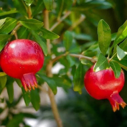 Parfianka Red Pomegranate Seeds (Punica granatum) – 100 Premium Sweet-Tart Deep Red Grenadine Seeds