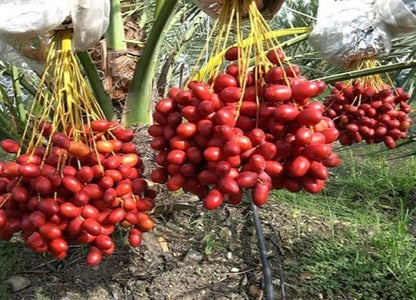 Red Zahidi Date Palm Seeds (Phoenix dactylifera) – 35+ Premium Rare Sweet Red Zahidi Date Seeds