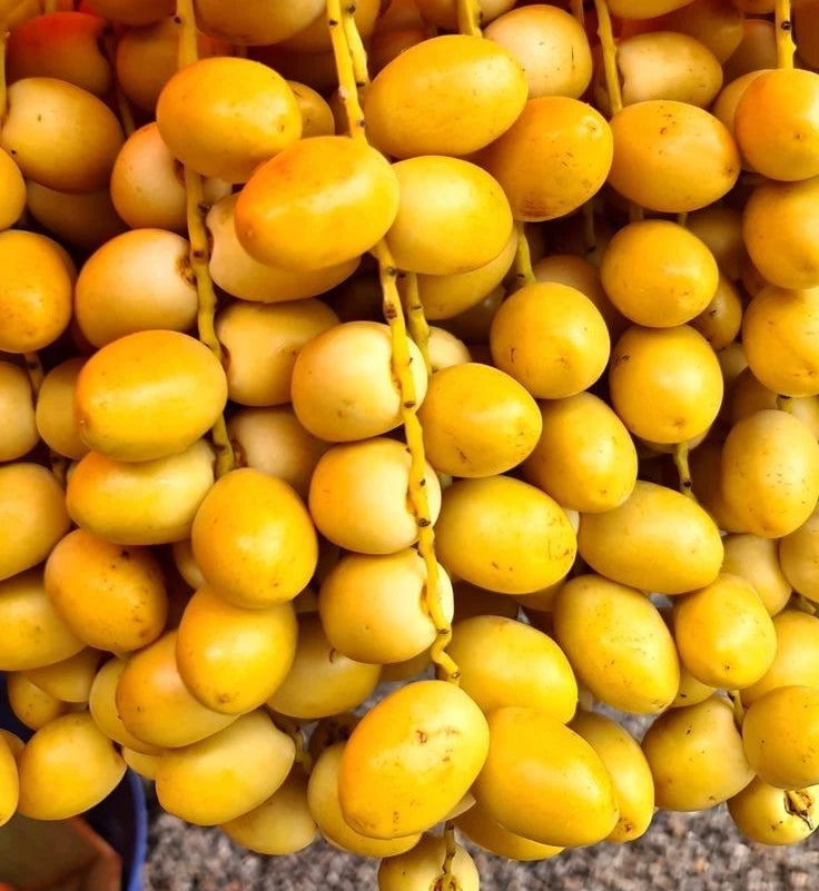 Barhi Date Palm Seeds (Phoenix dactylifera 'Barhi') – 35+ Premium Rare Honey-Sweet Butterscotch Date Seeds