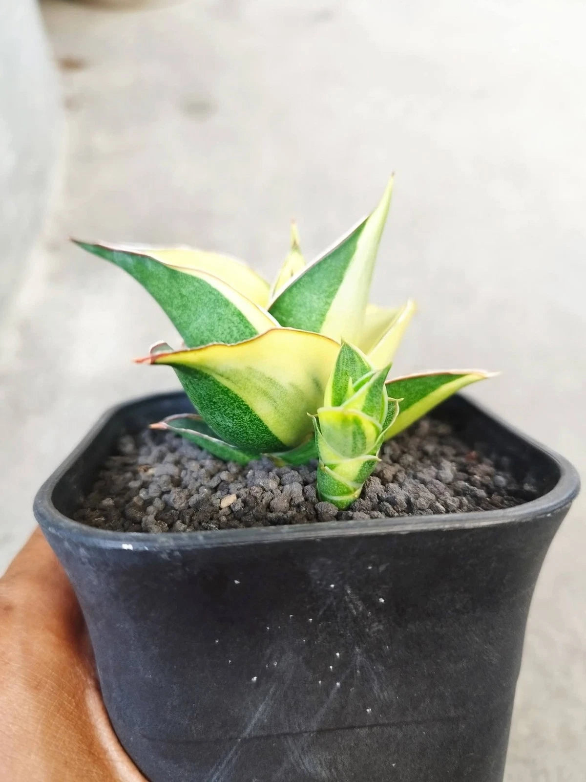 Sansevieria 'Maya' Variegated - Rare Parent + Child Specimen