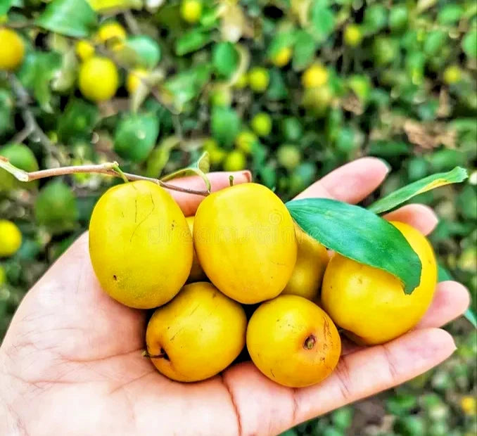 120+ Yellow Christ’s Thorn Jujube Seeds (Ziziphus spina-christi) – Premium Rare Desert Jujube & Nabk Fruit Plant Seeds for Planting