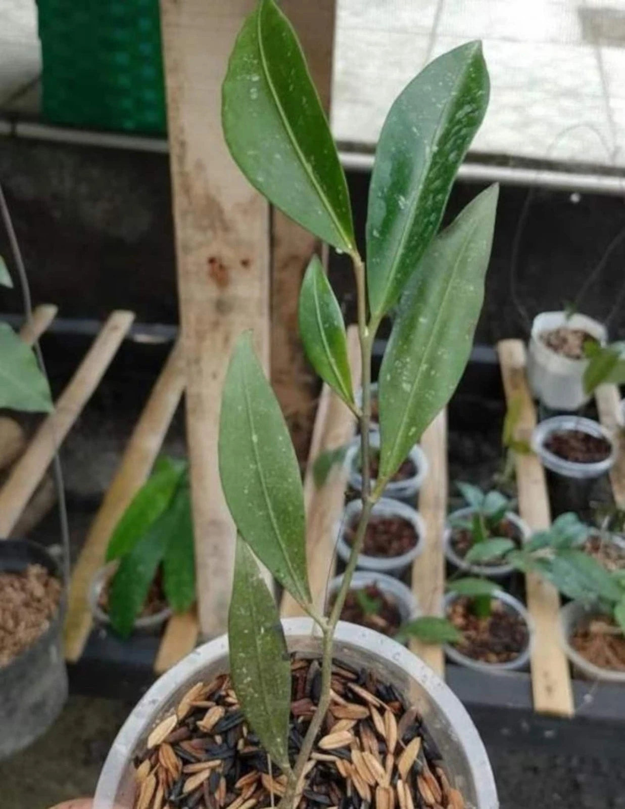 Rare Hoya Amicabilis Live Plant - Premium Exotic Tropical Fragrant Wax Plant Collector Specimen
