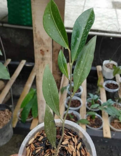 Rare Hoya Amicabilis Live Plant - Premium Exotic Tropical Fragrant Wax Plant Collector Specimen