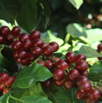 Typica Java Coffee Seeds (Coffea arabica var. Typica) – Premium Heirloom Indonesian Specialty Coffee Bean Seeds for Planting (100 Pcs)